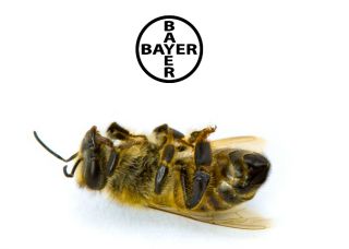 The Bee’s Buck Stops with Bayer